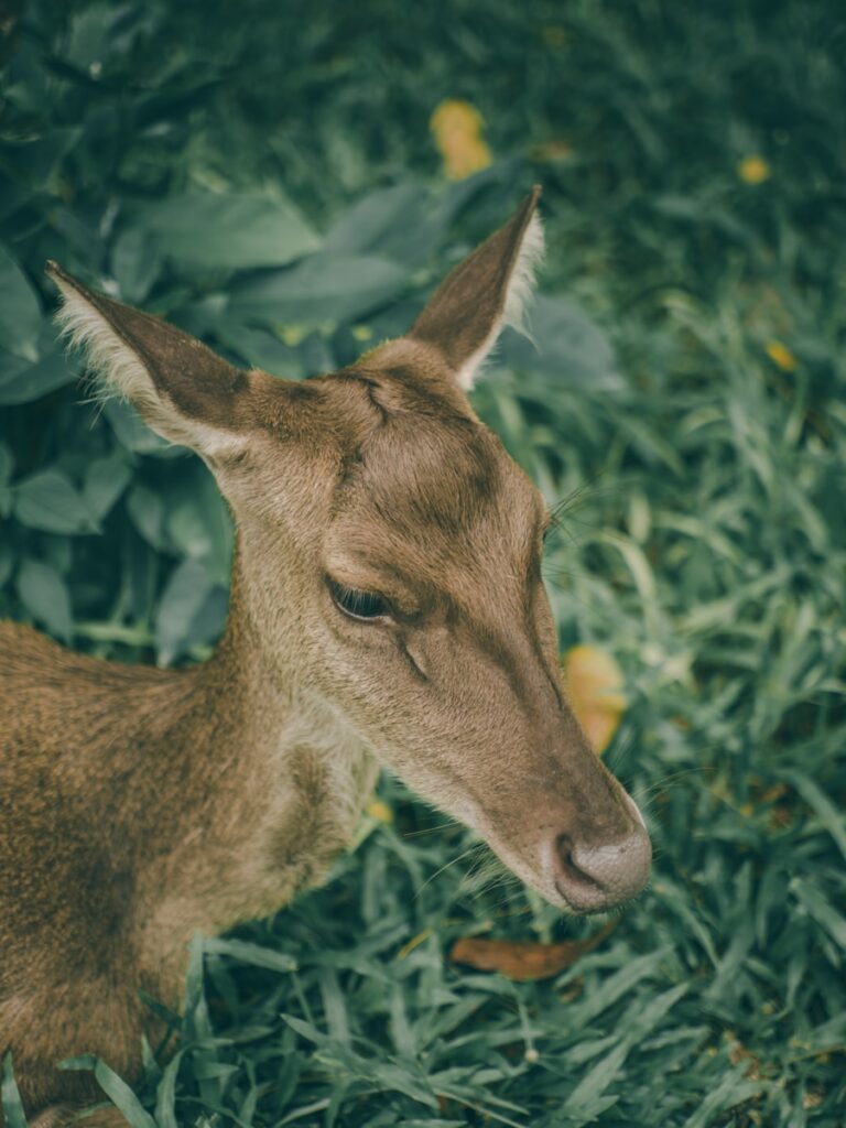 Ce înseamnă când visezi un pui de animal și ce înseamnă acest vis despre vulnerabilitatea ta