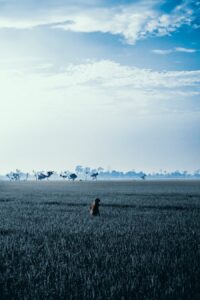 Photo "What does it mean when you dream of a vast field and what significance does it have related to freedom and options?"