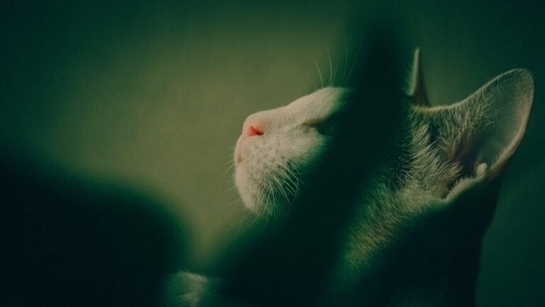 Vise cu animale: ce semnificație au animalele pe care le visezi și ce ți-ar putea spune despre tine