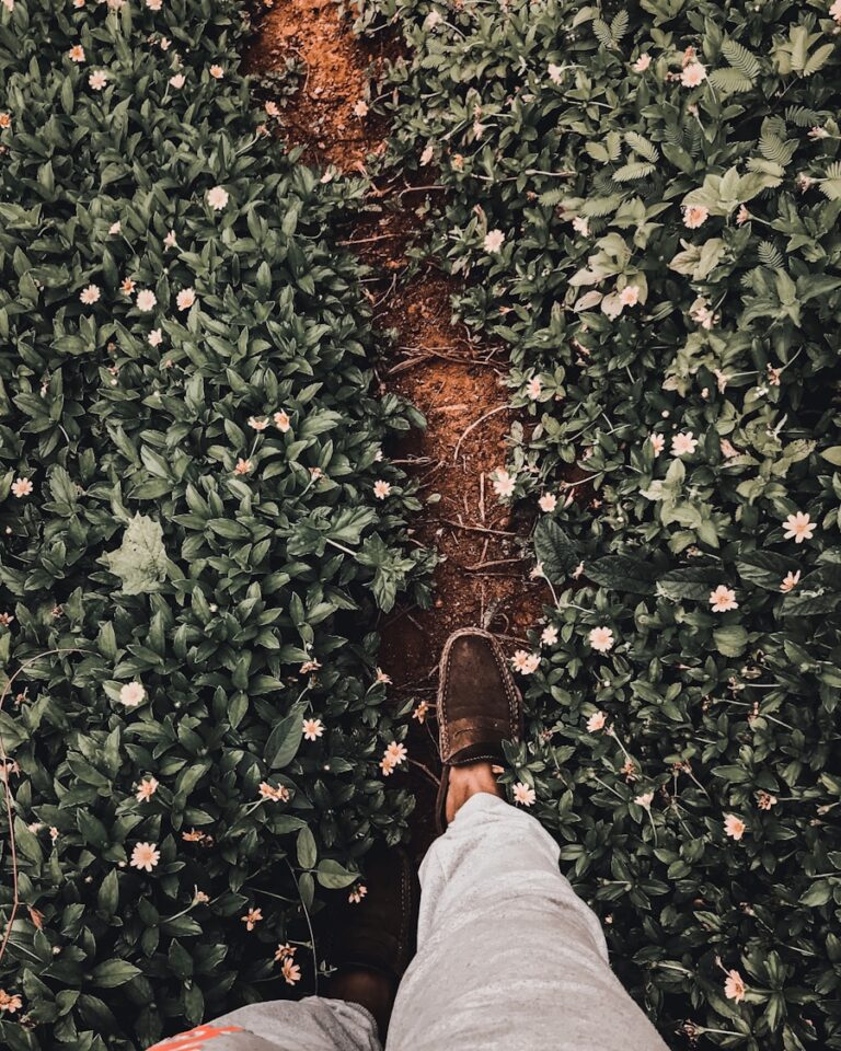 Visele în care te plimbi prin natură și ce mesaj îți transmit despre dorința ta de reconectare cu tine