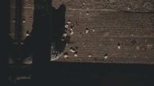 Photo gogosi pufoase