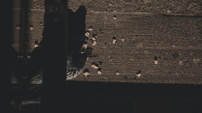 Reteta gogosi pufoase fara dospire